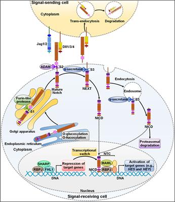 Novel insights into Notch signaling in tumor immunity: potential targets for cancer immunotherapy